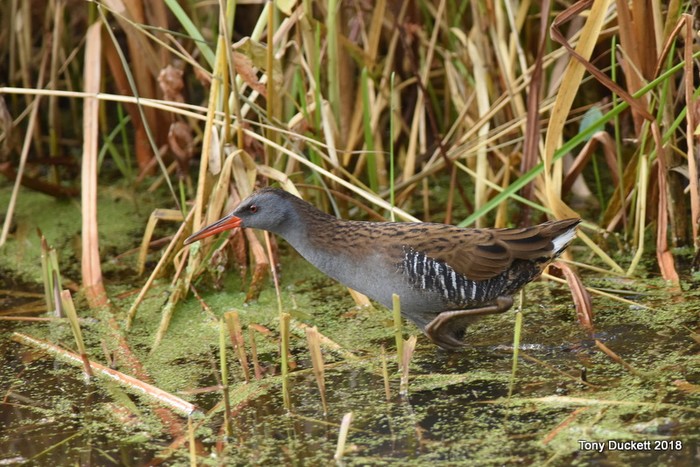 Water Rail