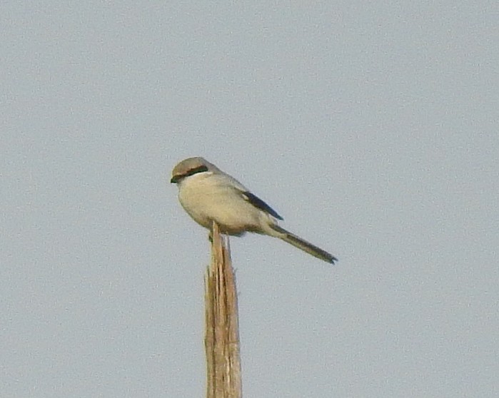 Great Grey Shrike