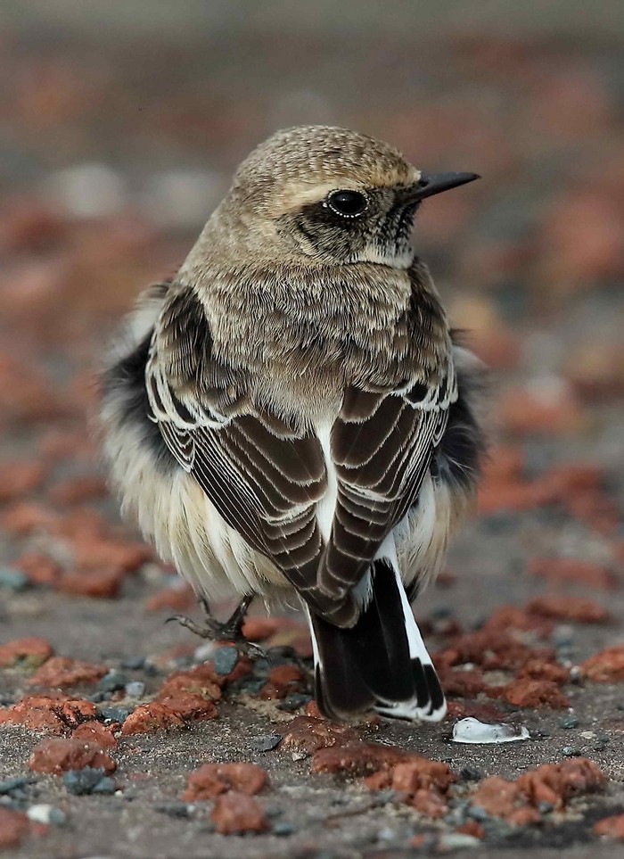Pied Wheatear