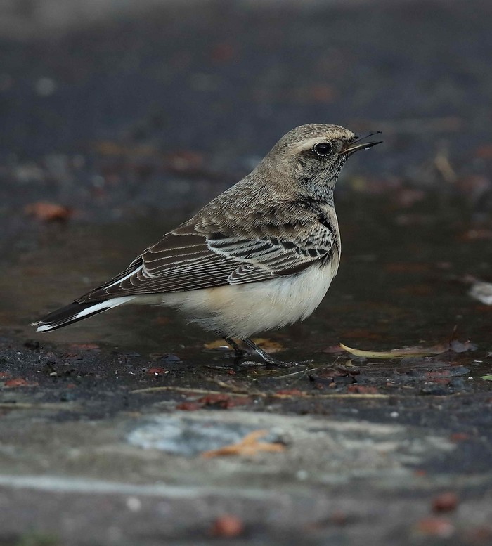 Pied Wheatear