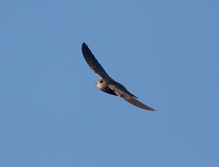 Pallid Swift
