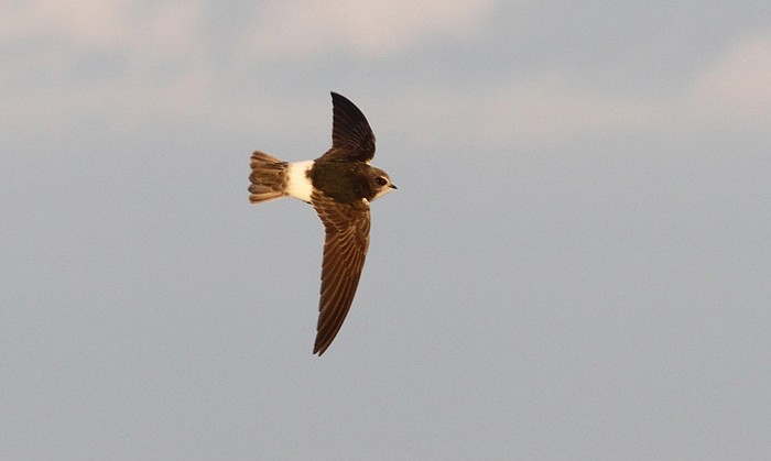 Little Swift