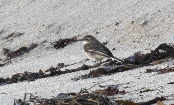 Eastern Yellow Wagtail