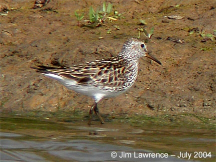 White-rumped Sandpiper