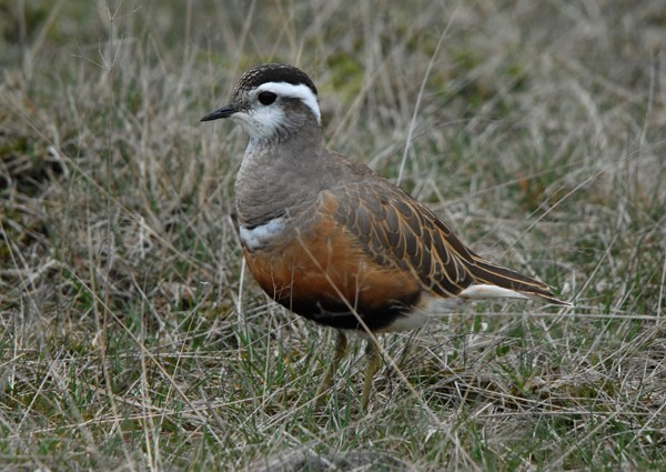 Dotterel
