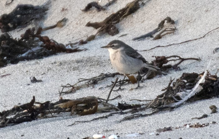 Eastern Yellow Wagtail