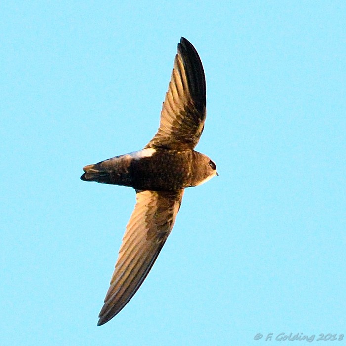 Little Swift