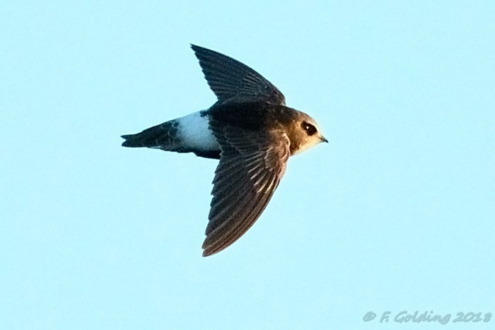 Little Swift