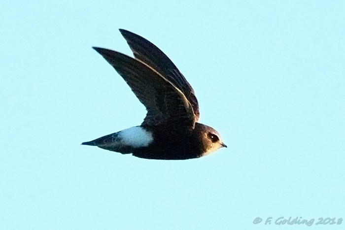 Little Swift