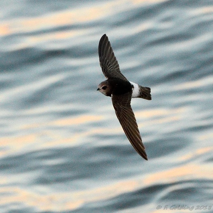 Little Swift