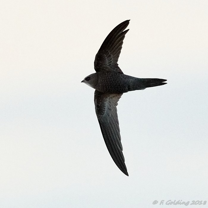 Pallid Swift
