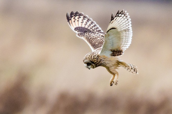 Short-eared Owl