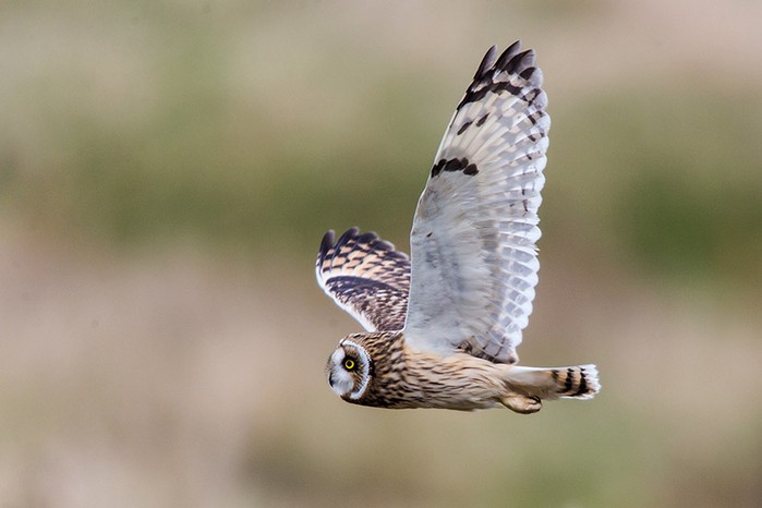 Short-eared Owl