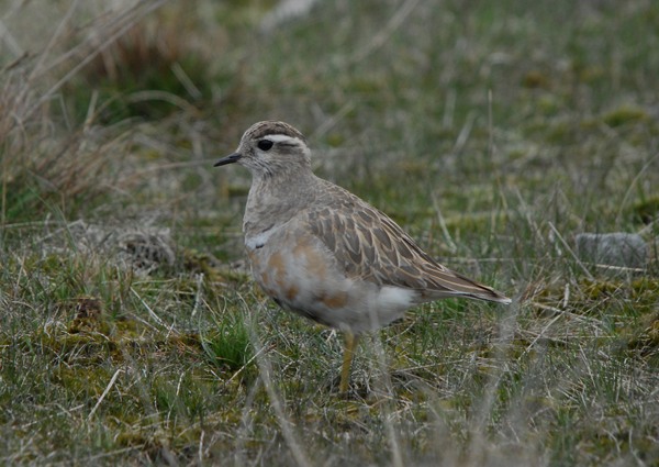 Dotterel