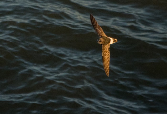 Little Swift