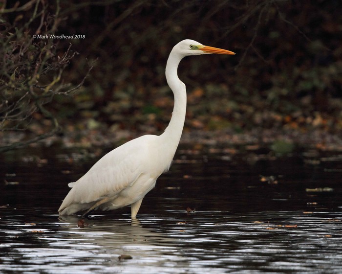 Great White Egret
