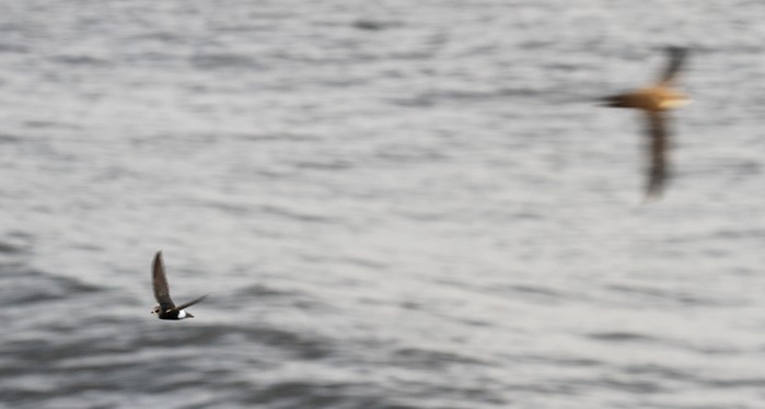 Little Swift