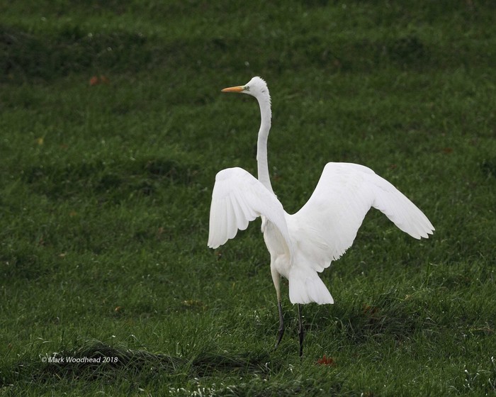 Great White Egret