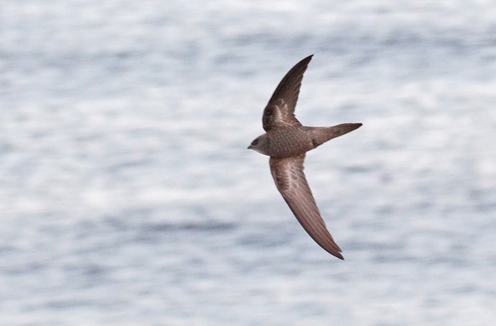 Pallid Swift