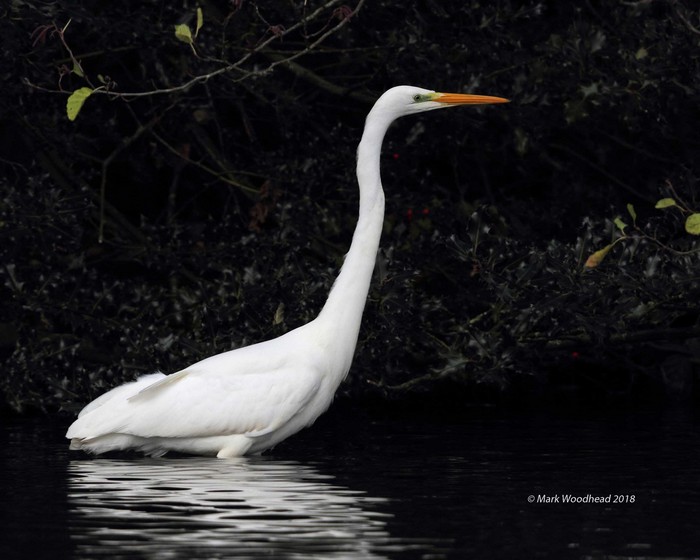 Great White Egret