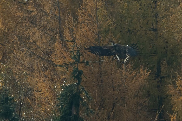 White-tailed Eagle