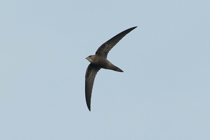 Pallid Swift
