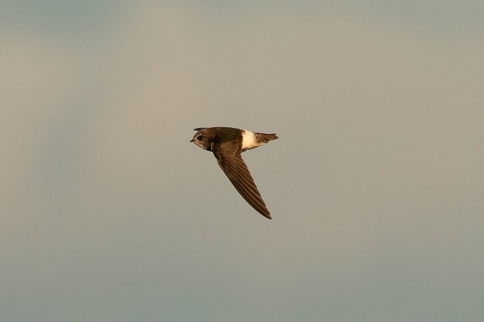 Little Swift