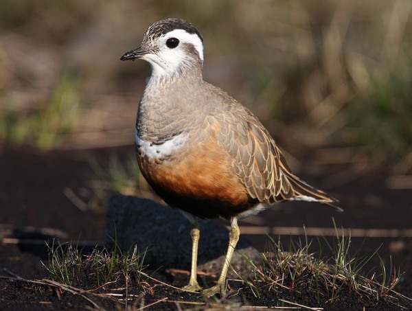 Dotterel