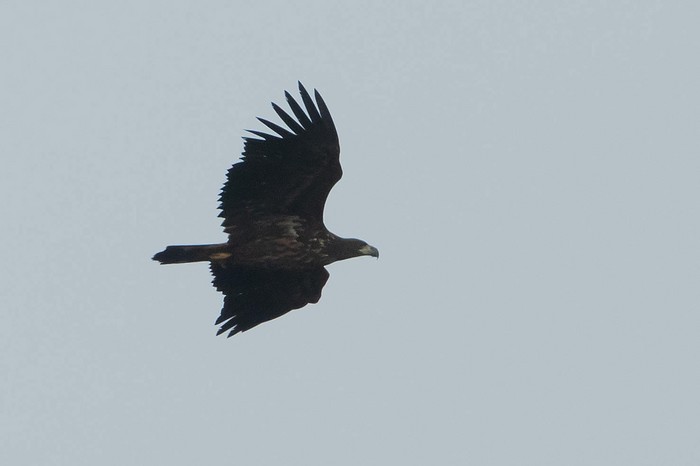 White-tailed Eagle