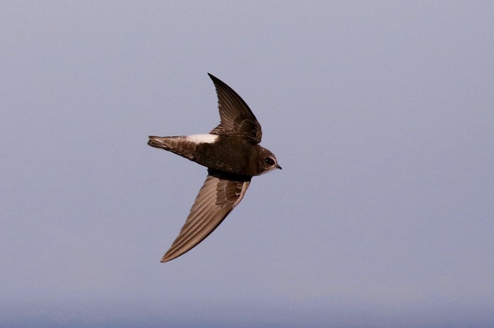 Little Swift