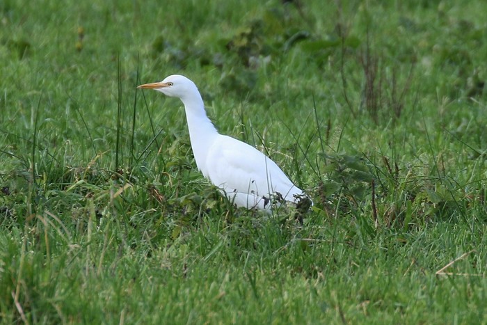 Cattle Egret