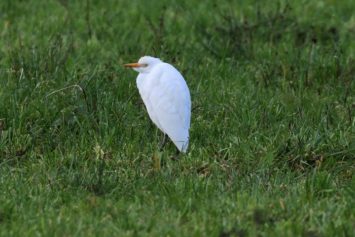 Cattle Egret