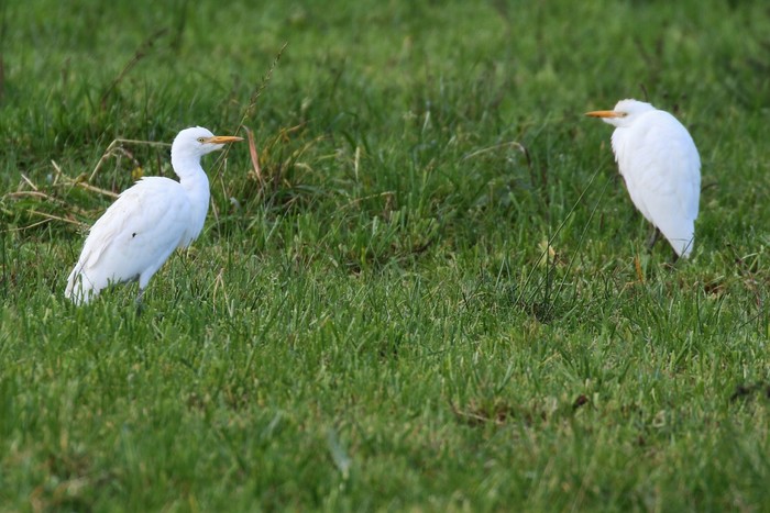 Cattle Egret