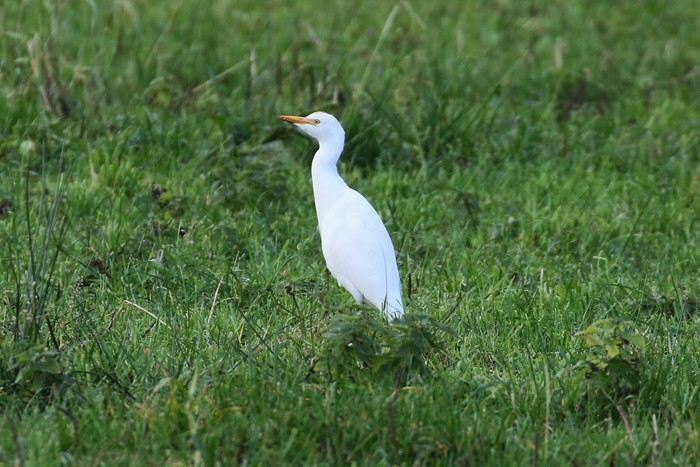 Cattle Egret