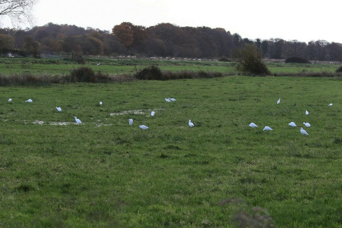 Cattle Egret