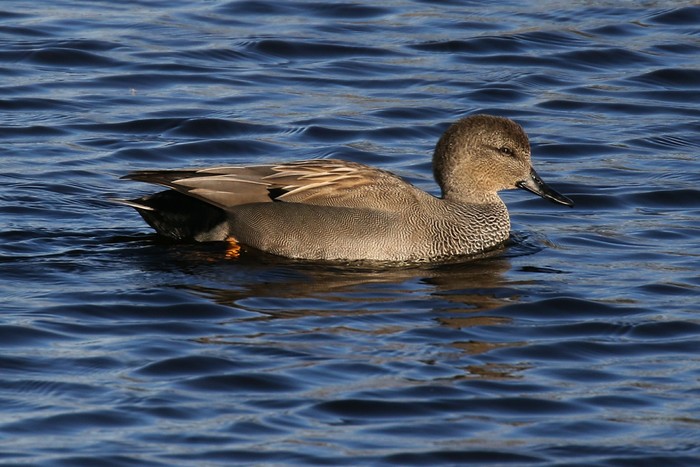 Gadwall