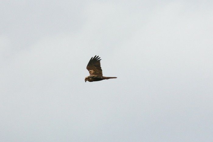 Marsh Harrier