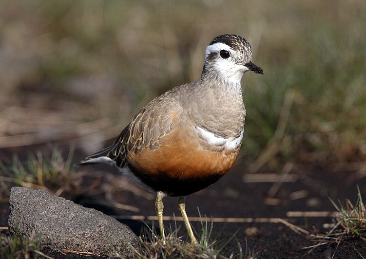 Dotterel