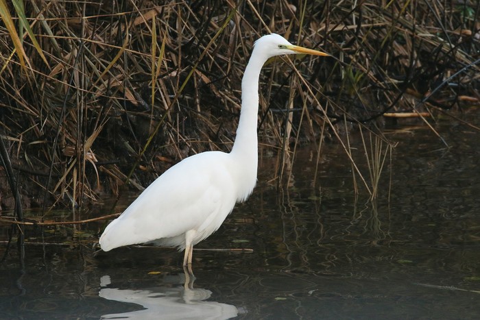 Great White Egret