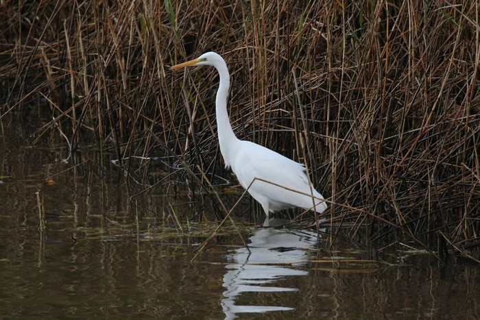 Great White Egret