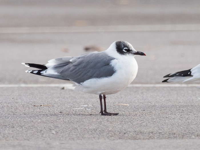 Franklin's Gull