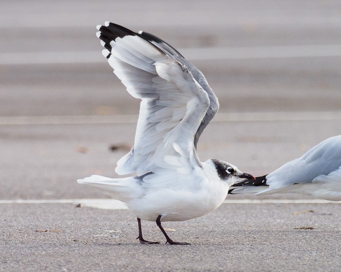 Franklin's Gull