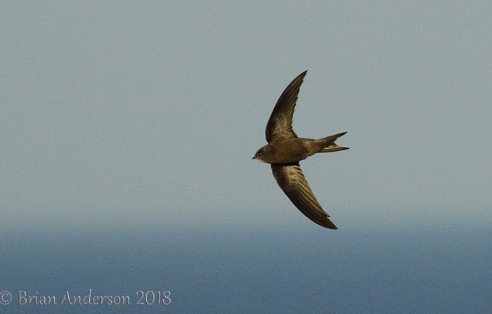 Pallid Swift