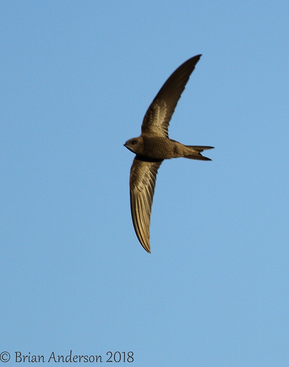 Pallid Swift