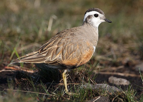 Dotterel