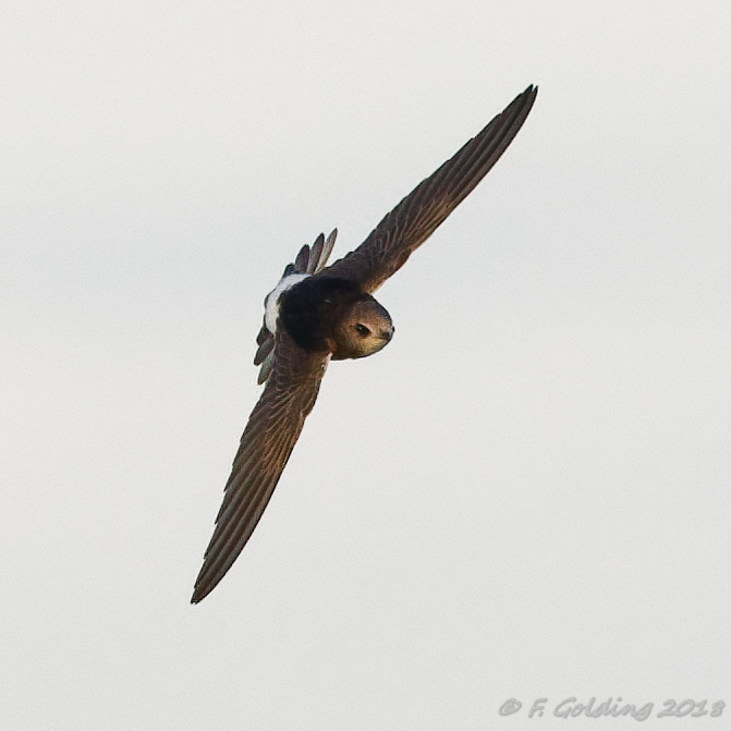 Little Swift