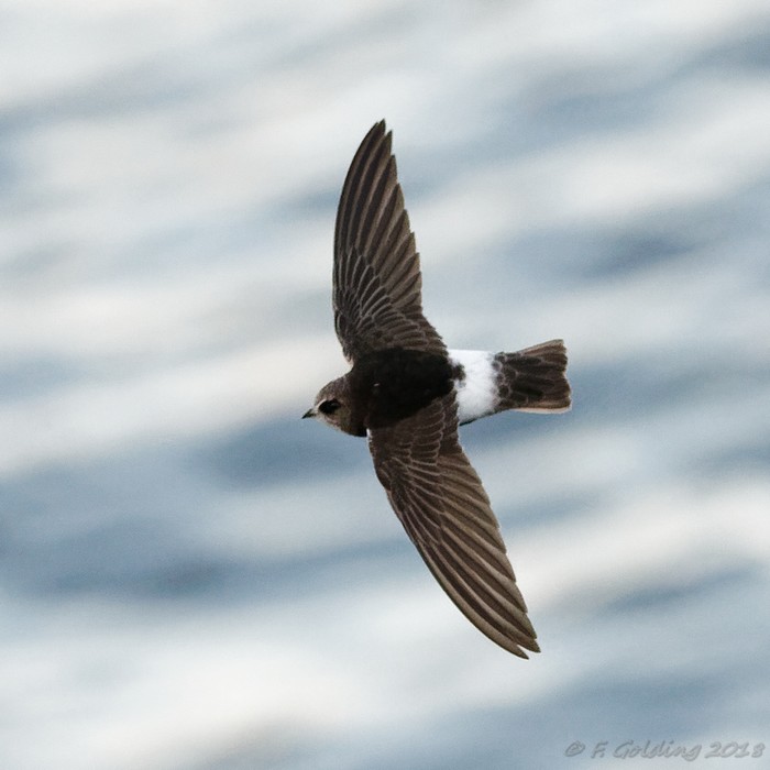 Little Swift