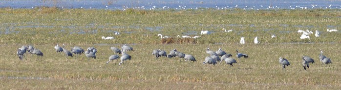 Common Crane