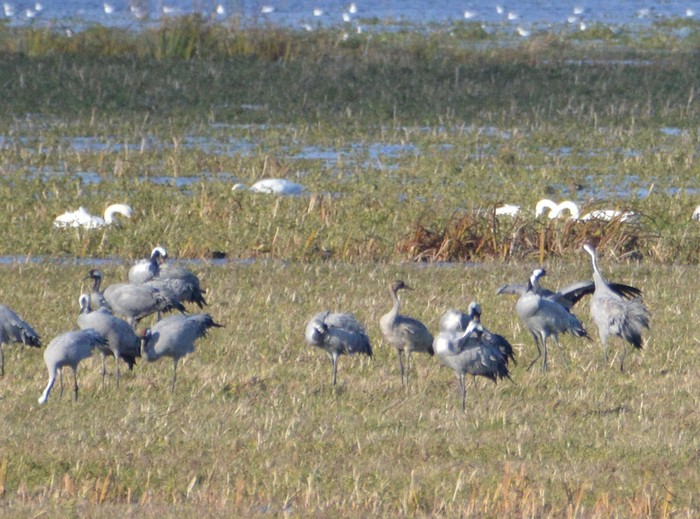 Common Crane