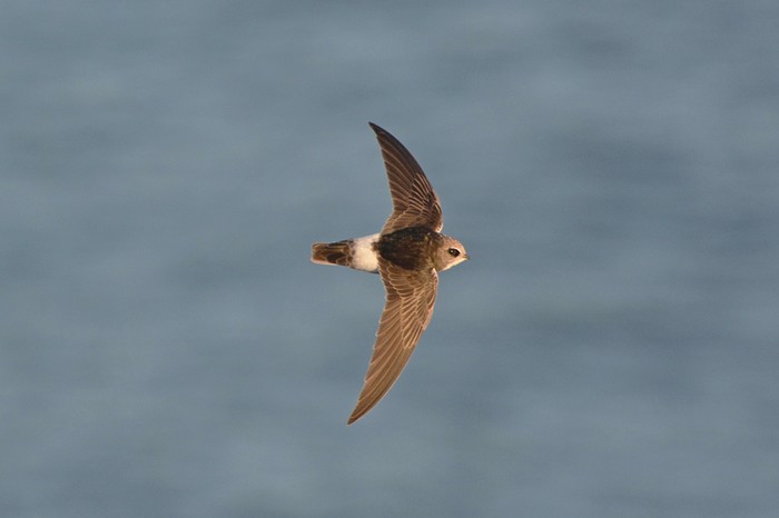 Little Swift